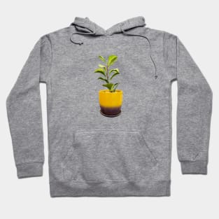 Peperomia Hoodie